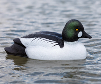 Tanglefree Migration Edition Goldeneye Decoys Foam Filled